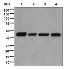 Western blot - Anti-BRCC45 [EPR11858] antibody (ab177960)