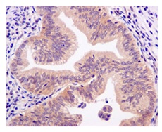 Immunohistochemistry (Formalin/PFA-fixed paraffin-embedded sections) - Anti-BRCC45 [EPR11858] antibody (ab177960)