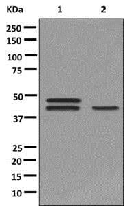 Western blot - Anti-HORMAD1 [EPR10273] antibody - C-terminal (ab178432)