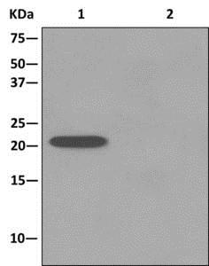 Immunoprecipitation - Anti-Artemin [EPR9763] antibody (ab178434)