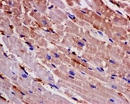 Immunohistochemistry (Formalin/PFA-fixed paraffin-embedded sections) - Anti-Artemin [EPR9763] antibody (ab178434)