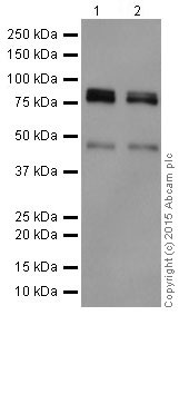Western blot - Anti-PKC eta antibody [EPR18513] (ab179524)