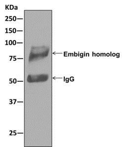 Immunoprecipitation - Anti-Embigin homolog  [EPR11417] antibody (ab179801)