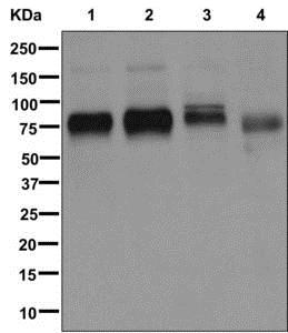 Western blot - Anti-Embigin homolog  [EPR11417] antibody (ab179801)