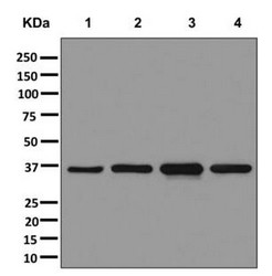 Western blot - Anti-ARH [EPR13116] antibody - C-terminal (ab179828)