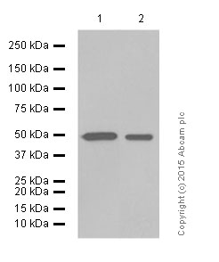 Western blot - Anti-Mo<i></i>nocarboxylic acid transporter 1 antibody [ERR13706(B)] - C-terminal (ab179832)