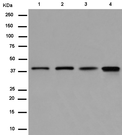 Western blot - Anti-Bif [EPR11857] antibody (ab180135)