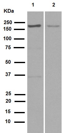 Western blot - Anti-NSD3 antibody [EPR13813] - N-terminal (ab180500)