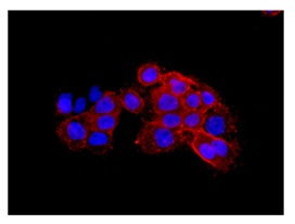Immunocytochemistry/ Immunofluorescence - Anti-CLCA1 [EPR12254-88] antibody (ab180851)