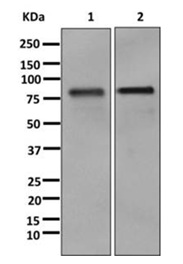 Western blot - Anti-CLCA1 [EPR12254-88] antibody (ab180851)