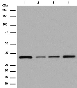 Western blot - Anti-COPE [EPR12579] antibody (ab180946)