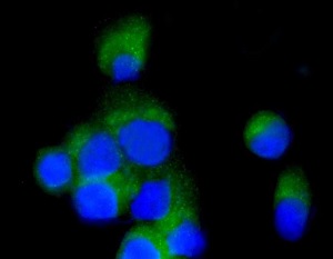 Immunocytochemistry/ Immunofluorescence - Anti-COPE [EPR12579] antibody (ab180946)