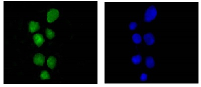 Immunocytochemistry/ Immunofluorescence - Anti-hnRNP U [EPR12278(2)(B)] antibody (ab180952)