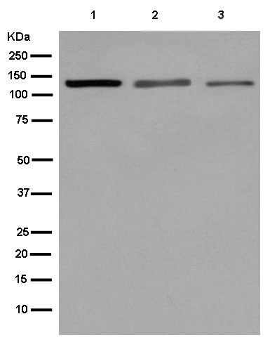 Western blot - Anti-hnRNP U [EPR12278(2)(B)] antibody (ab180952)