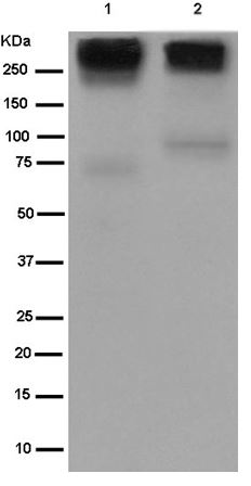 Western blot - Anti-MRP1 [EPR4658(2)] antibody (ab180960)