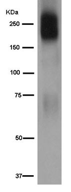 Western blot - Anti-MRP1 [EPR4658(2)] antibody (ab180960)