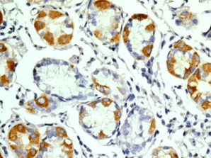 Immunohistochemistry (Formalin/PFA-fixed paraffin-embedded sections) - Anti-Intrinsic Factor [EPR13488(B)] antibody - C-terminal (ab181045)