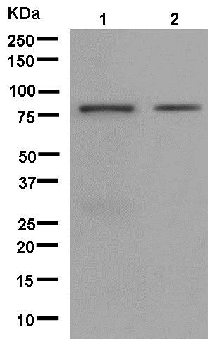 Western blot - Anti-DUSP16 [EPR13583] antibody (ab181088)