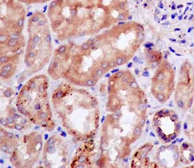 Immunohistochemistry (Formalin/PFA-fixed paraffin-embedded sections) - Anti-DUSP16 [EPR13583] antibody (ab181088)