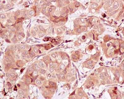 Immunohistochemistry (Formalin/PFA-fixed paraffin-embedded sections) - Anti-DUSP16 [EPR13583] antibody (ab181088)
