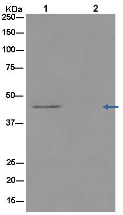 Immunoprecipitation - Anti-NCF1 [EPR13134-23] antibody (ab181090)