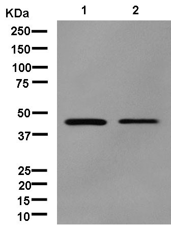 Western blot - Anti-NCF1 [EPR13134-23] antibody (ab181090)