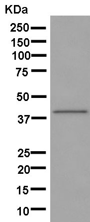 Western blot - Anti-Actin Regulatory Protein CAPG [EPR13194-34] antibody (ab181095)