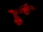 Immunocytochemistry/ Immunofluorescence - Anti-FUBP3 [EPR13174-61] antibody (ab181122)