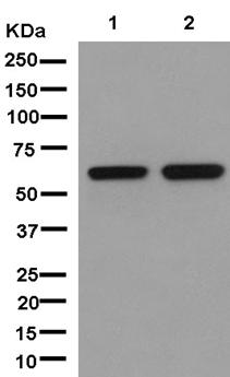 Western blot - Anti-FUBP3 [EPR13174-61] antibody (ab181122)