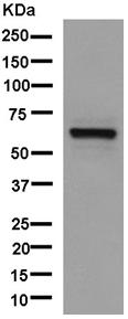 Western blot - Anti-FUBP3 [EPR13174-61] antibody (ab181122)