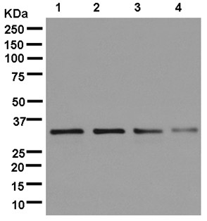 Western blot - Anti-POLR2C [EPR13300(B)] antibody - C-terminal (ab181193)