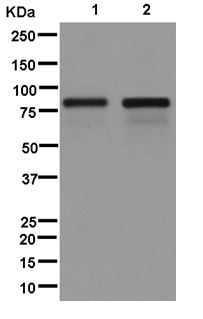 Western blot - Anti-ARHGAP25 [EPR13233] antibody (ab181202)