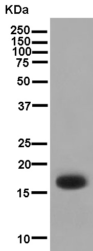 Western blot - Anti-KRTAP11-1 [EPR13181] antibody (ab181231)
