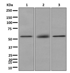Western blot - Anti-Krt73 [EPR12564-39] antibody (ab181383)