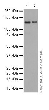 Western blot - Anti-Integrin alpha 6 antibody [EPR18124] (ab181551)