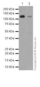 Western blot - Anti-Integrin alpha 6 antibody [EPR18124] (ab181551)