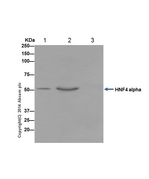 Immunoprecipitation - Anti-HNF-4-alpha antibody [EPR16885] (ab181604)