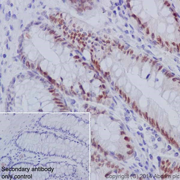 Immunohistochemistry (Formalin/PFA-fixed paraffin-embedded sections) - Anti-HNF-4-alpha antibody [EPR16885] (ab181604)