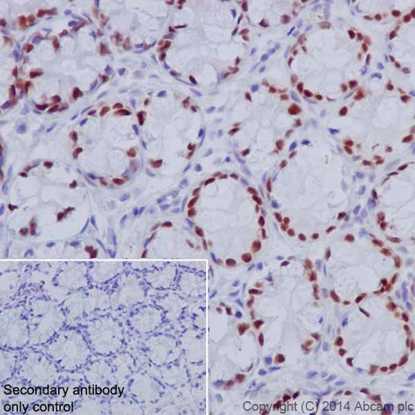 Immunohistochemistry (Formalin/PFA-fixed paraffin-embedded sections) - Anti-HNF-4-alpha antibody [EPR16885] (ab181604)