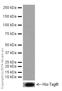 Western blot - Anti-HNF-4-alpha antibody [EPR16885] (ab181604)