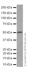 Western blot - Anti-HNF-4-alpha antibody [EPR16885] (ab181604)