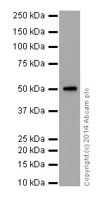 Western blot - Anti-HNF-4-alpha antibody [EPR16885] (ab181604)