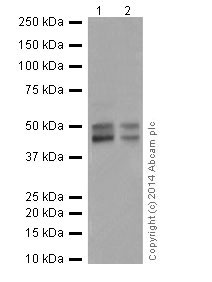 Western blot - Anti-HNF-4-alpha antibody [EPR16885] (ab181604)