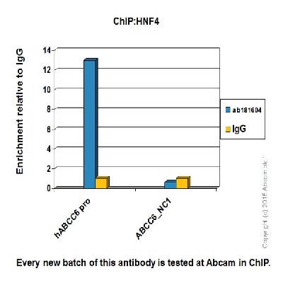 ChIP - Anti-HNF-4-alpha antibody [EPR16885] (ab181604)