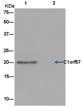 Immunoprecipitation - Anti-C1orf57 [EPR14325-50] antibody - N-terminal (ab182155)