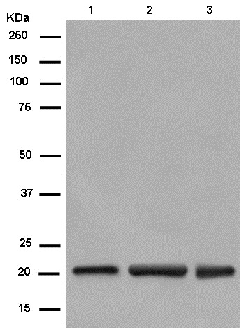 Western blot - Anti-C1orf57 [EPR14325-50] antibody - N-terminal (ab182155)