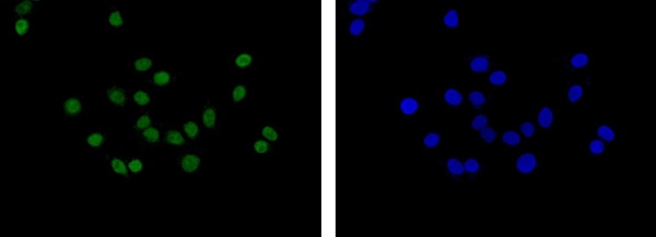 Immunocytochemistry/ Immunofluorescence - Anti-C1orf57 [EPR14325-50] antibody - N-terminal (ab182155)