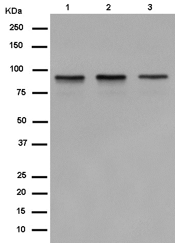 Western blot - Anti-DDX21 [EPR14495] antibody (ab182156)