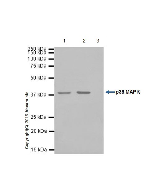 Immunoprecipitation - Anti-p38 antibody [EPR16878] (ab182453)