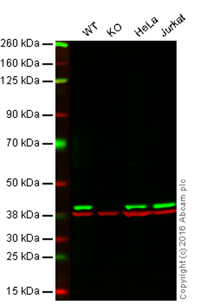 Western blot - Anti-p38 antibody [EPR16878] (ab182453)